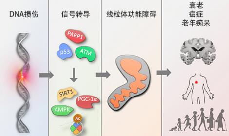 首个经科学验证NAD+ 前体